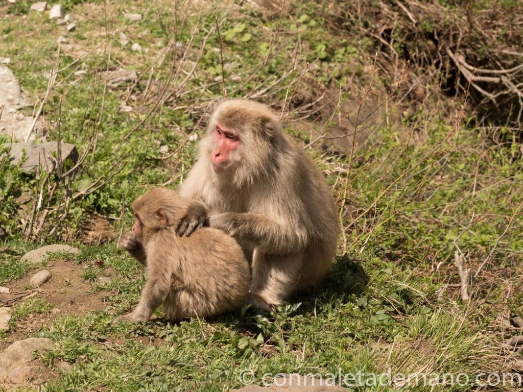 Macacos en Jigokudani