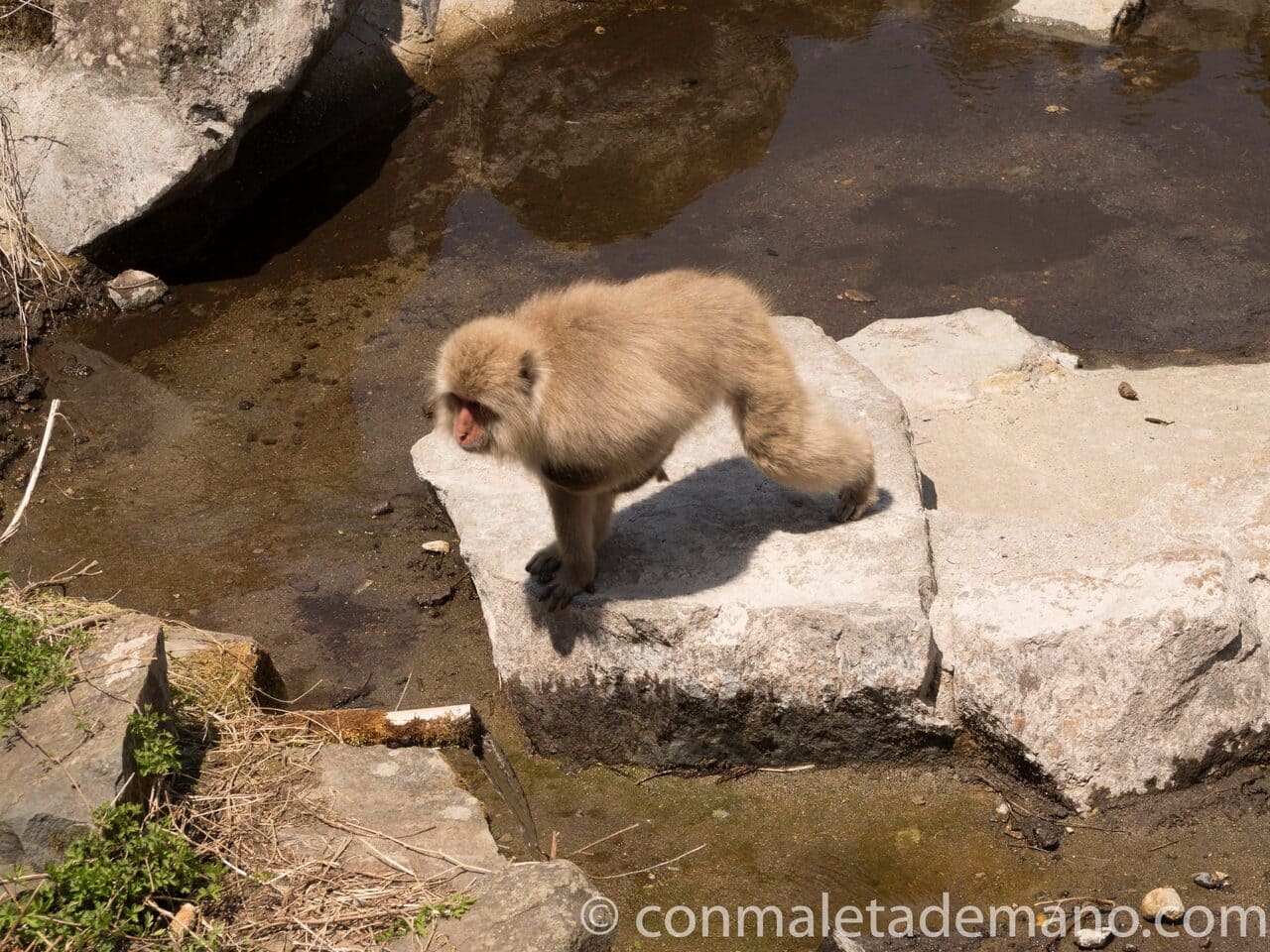 Día 8: Parque de Jigokudani y tarde en Kanazawa