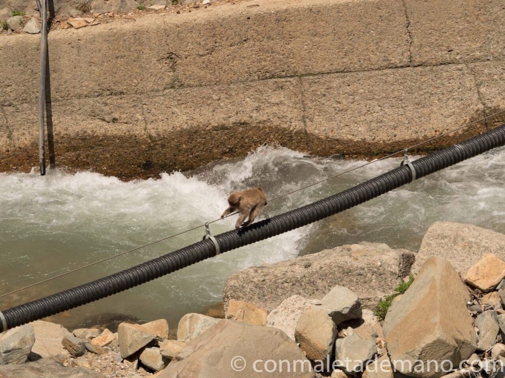 Macaco haciendo equilibrismo en Jigokudani