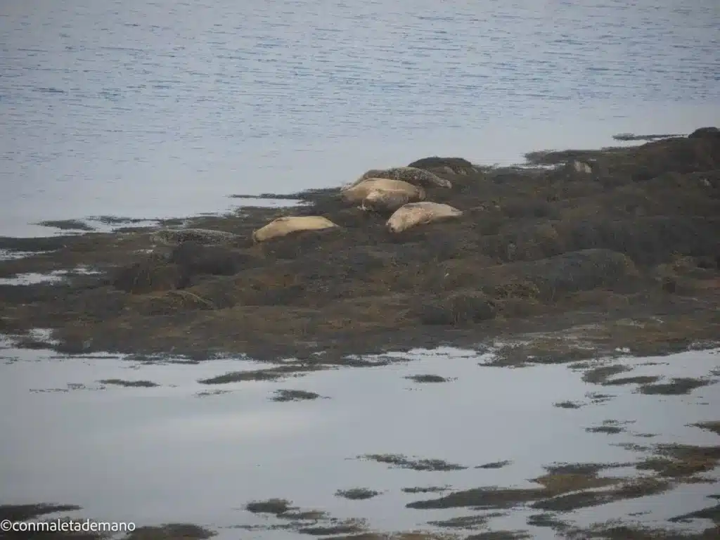 Colonia de focas de Berneray, desde el B&B Seal View