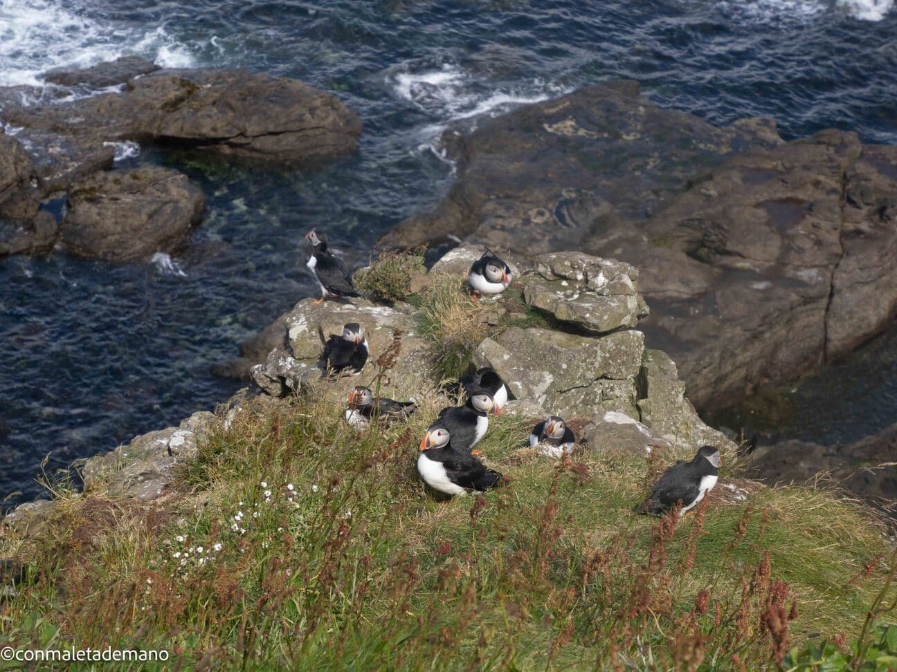 Wildlife Tour, con Staffa Tours