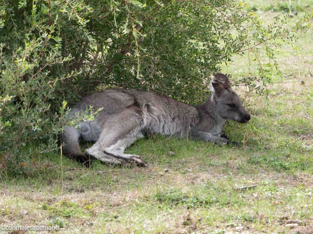 Canguro en el Prom Wildlife Walk, Wilsons Promontory, Australia