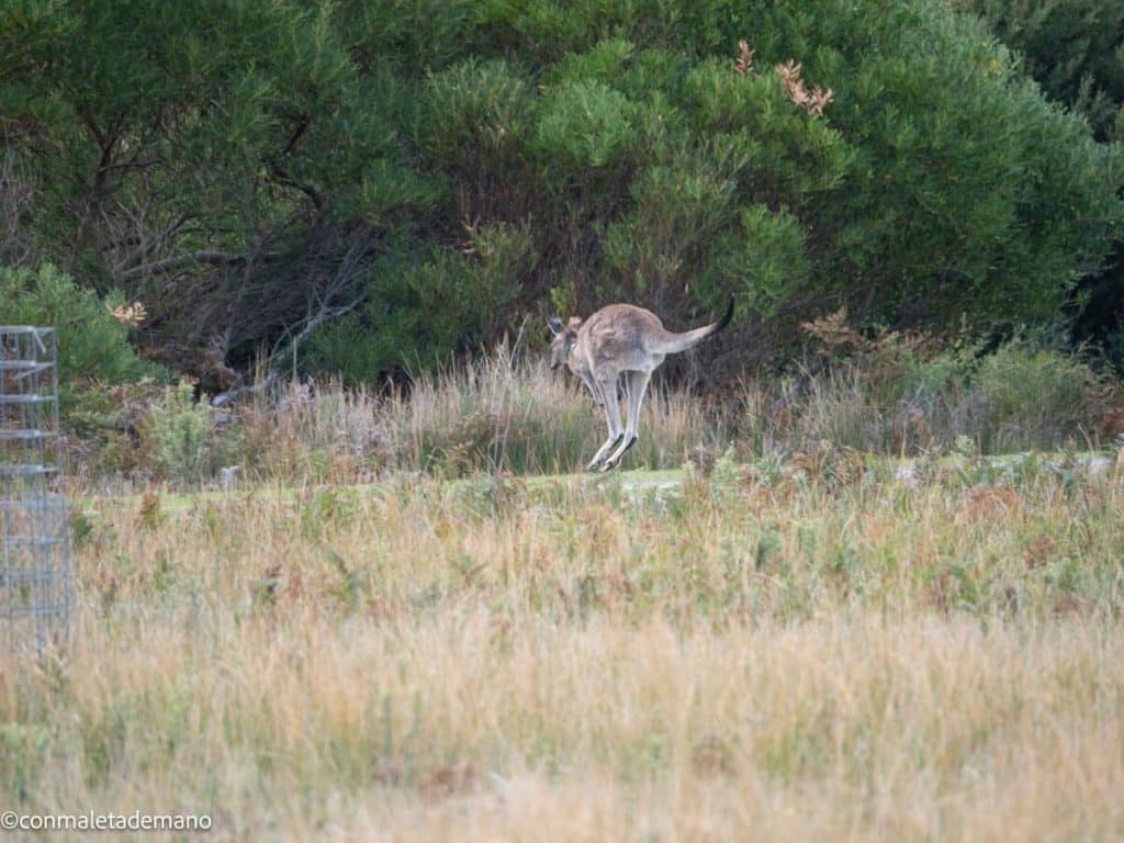 Canguro en el Prom Wildlife Walk, Wilsons Promontory, Australia