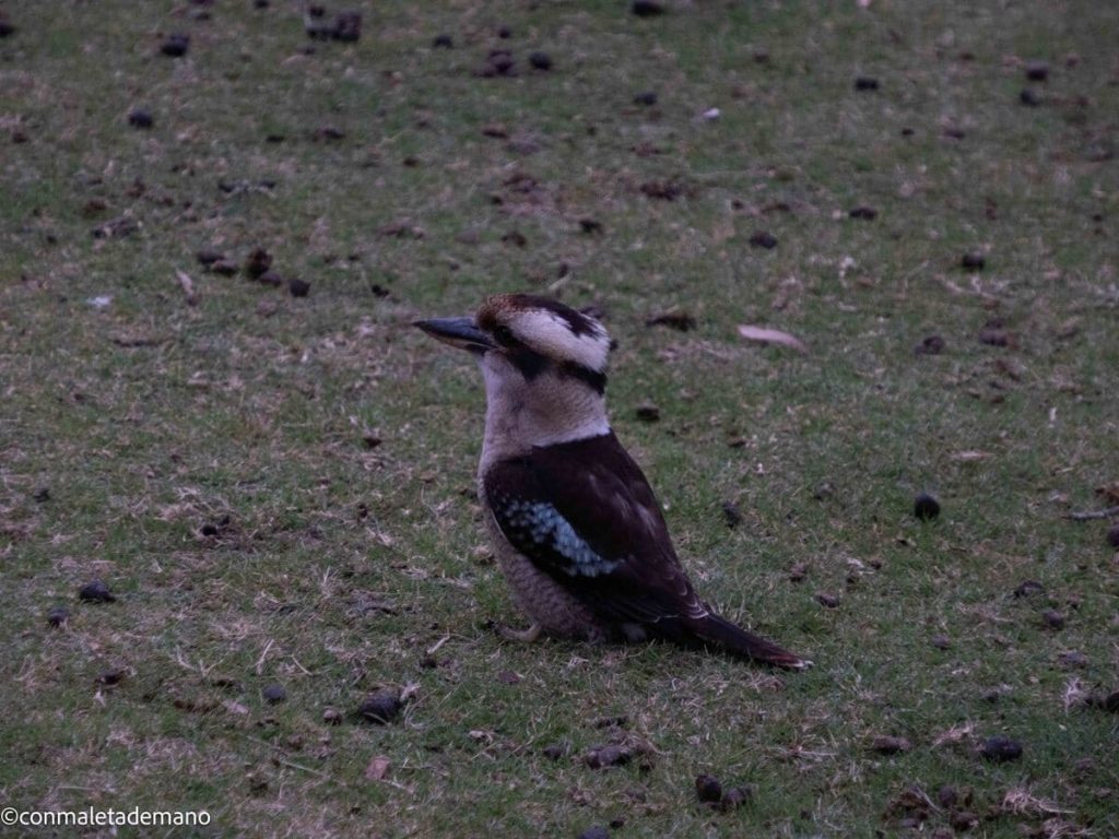 Kookaburra en Halls Gap Recreation Reserve, The Grampians, Australia