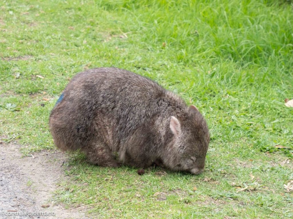 Wombat en Tidal River, Wilsons Promontory, Australia
