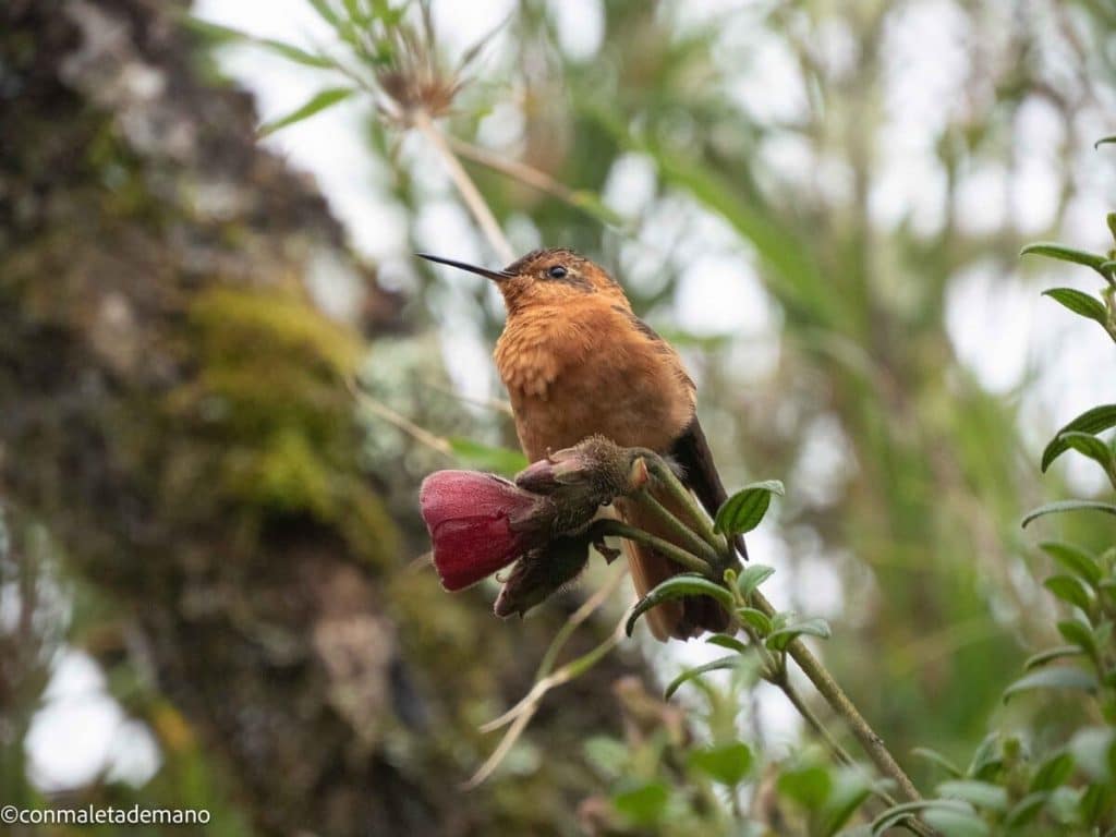 Pájaro en los Termales del Ruíz, Colombia